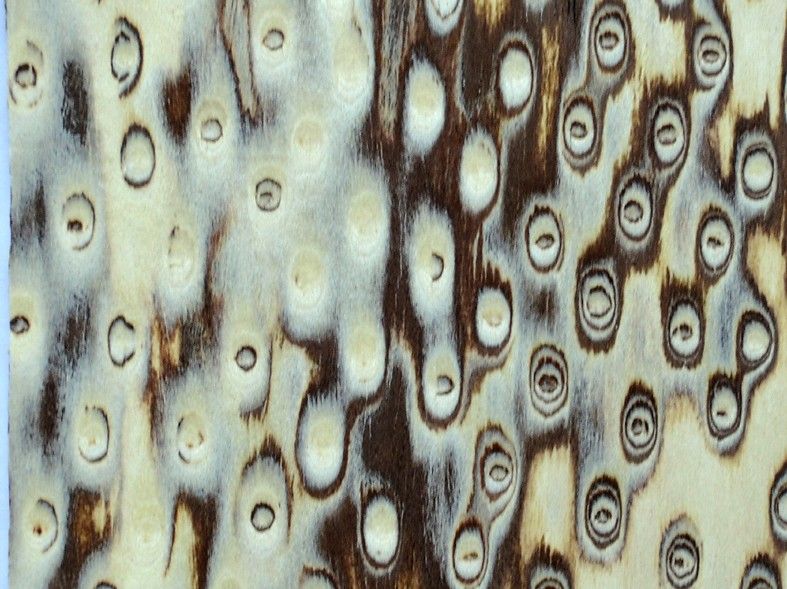 Фасад из плиты шпонированный Fine Line, 19 мм, матовый закрытопористый, 1 ст, цвет Корень Карельский