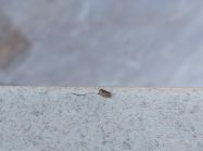 Уцінка. ПФ SWISS KRONO 8029 PE R3 Петра Бежева 4100x600x38